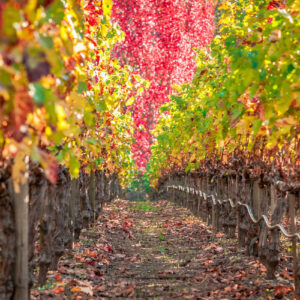 Fall vineyard winery rows with greenery and red leaves