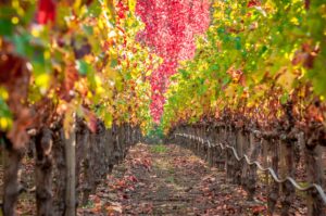 Fall vineyard winery rows with greenery and red leaves