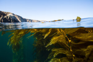 Kelp forest beauty of Anacapa Island, Channel Islands National Park
