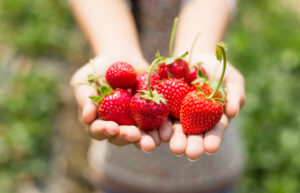 woman showing red strawberry on hands in farm