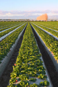 A field of Strawberries in southern California.