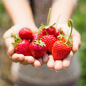 woman showing red strawberry on hands in farm