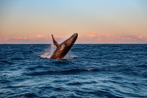 humpback whale breaching in the ocean