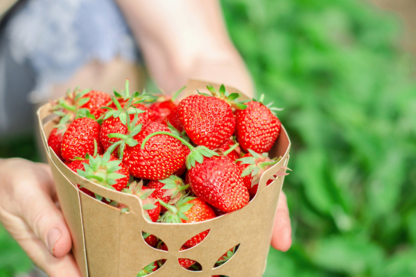 Basket of strawberries