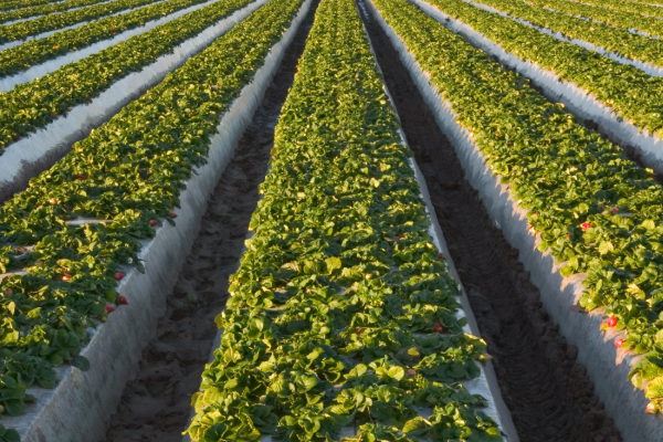 strawberry fields