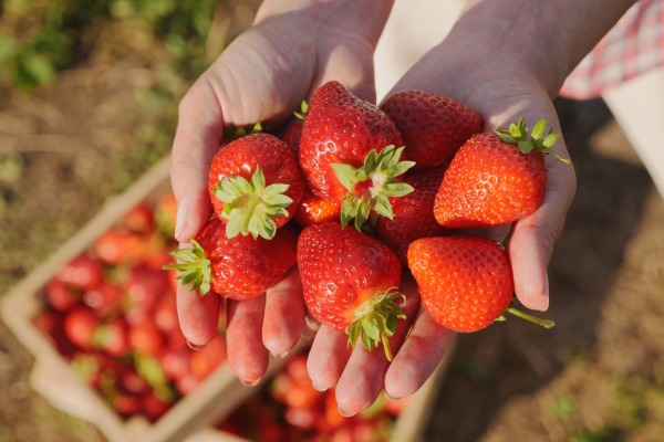 Celebrate Spring in Ventura County with a strawberry festival