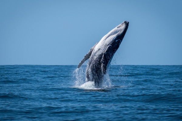 best water tours in channels islands and oxnard whale watching